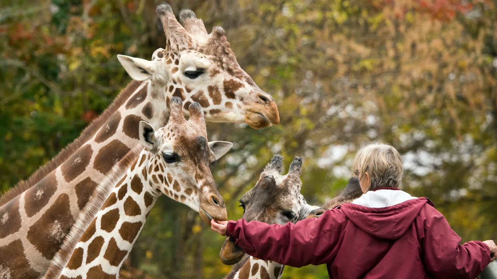 Female zookeeper feeding giraffes.