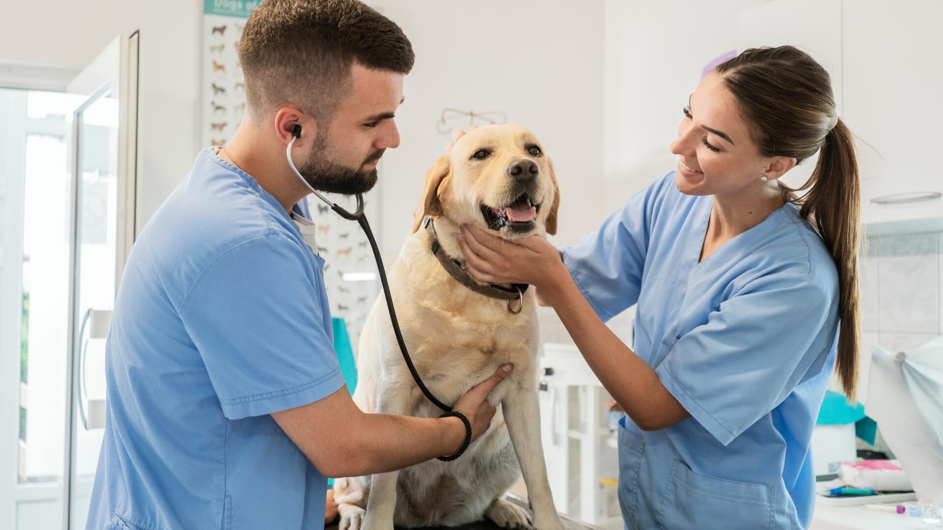 Veterinarian and nurse using a stethoscope on a golden labrador.