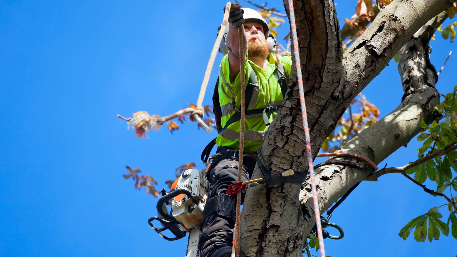 Close up of person in tree with ropes.