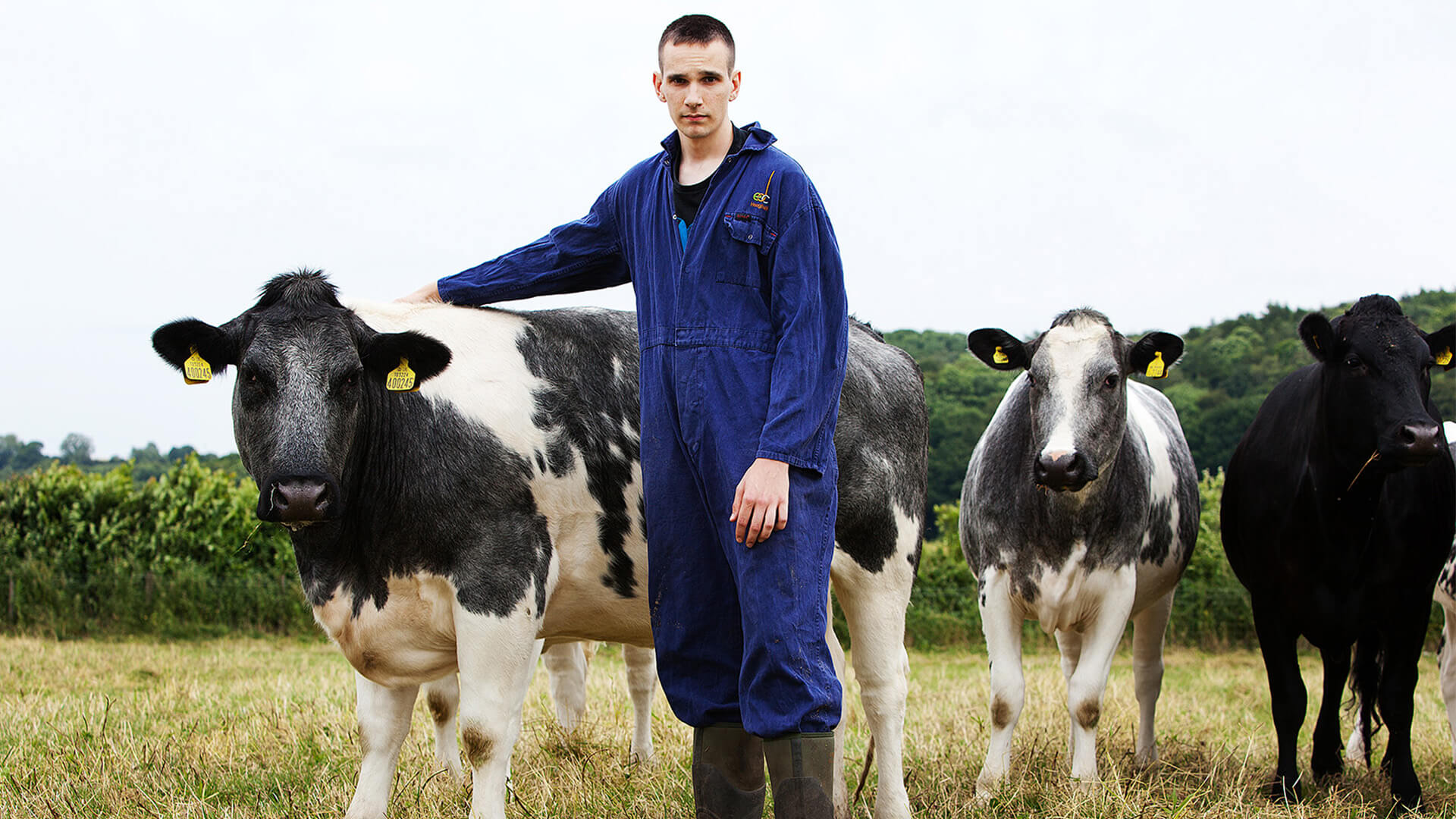 Farmer standing with cows in field