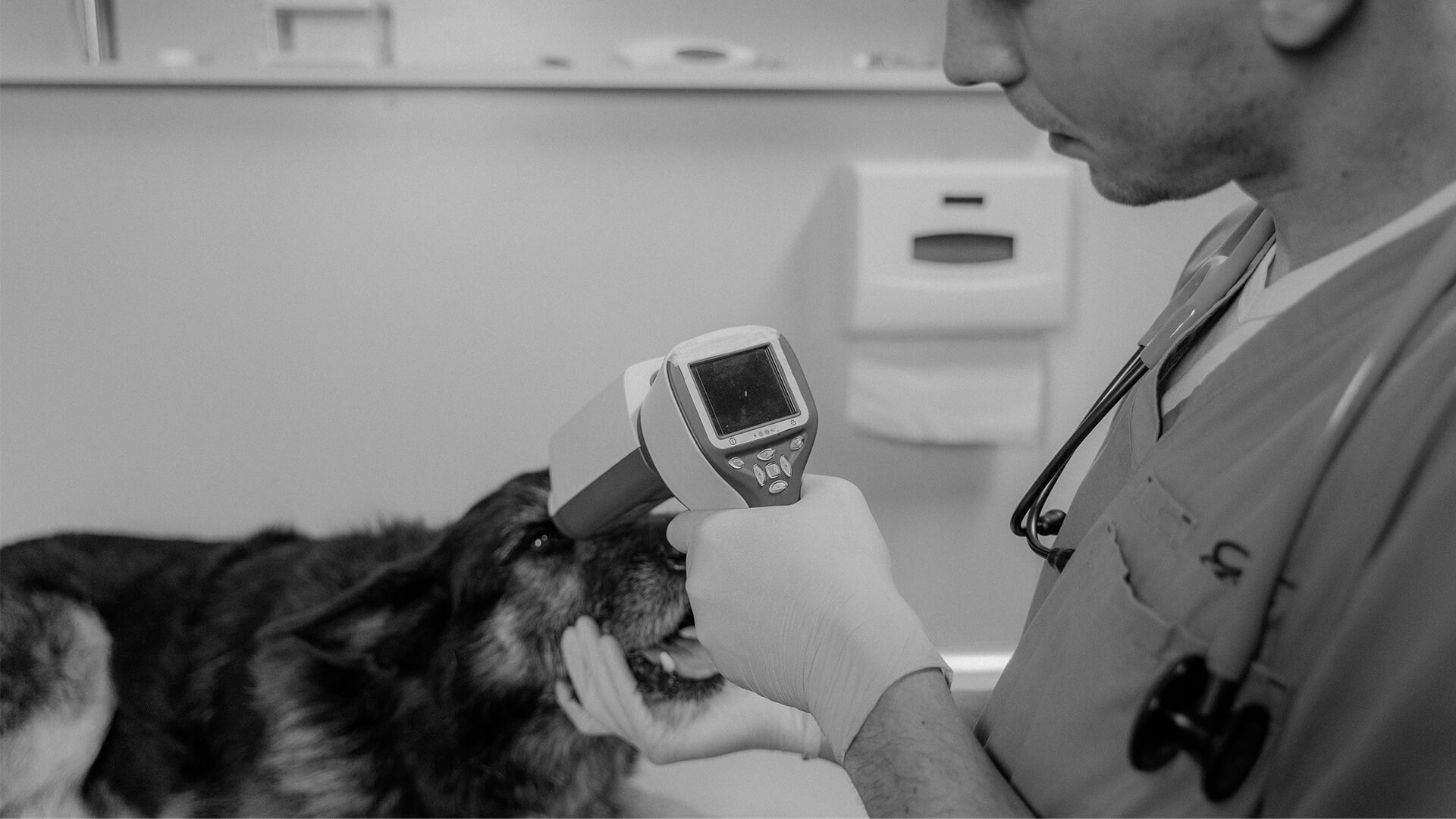 Close up of vet holding temperature gun to dog.