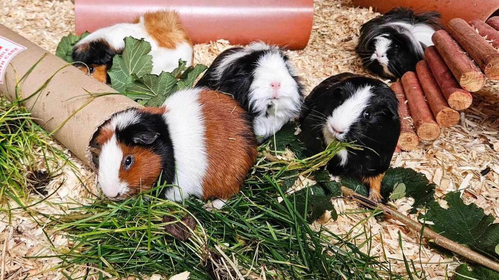 Picture of Guinea Pigs at Houghall