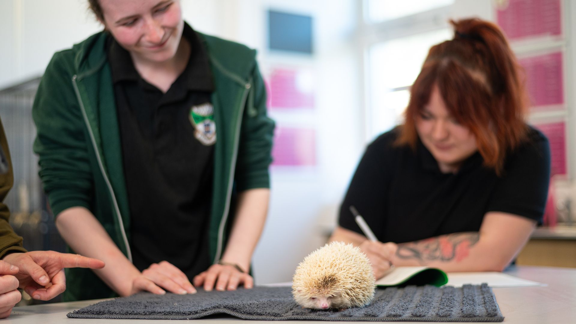 Group of students looking at an albino hedgehog