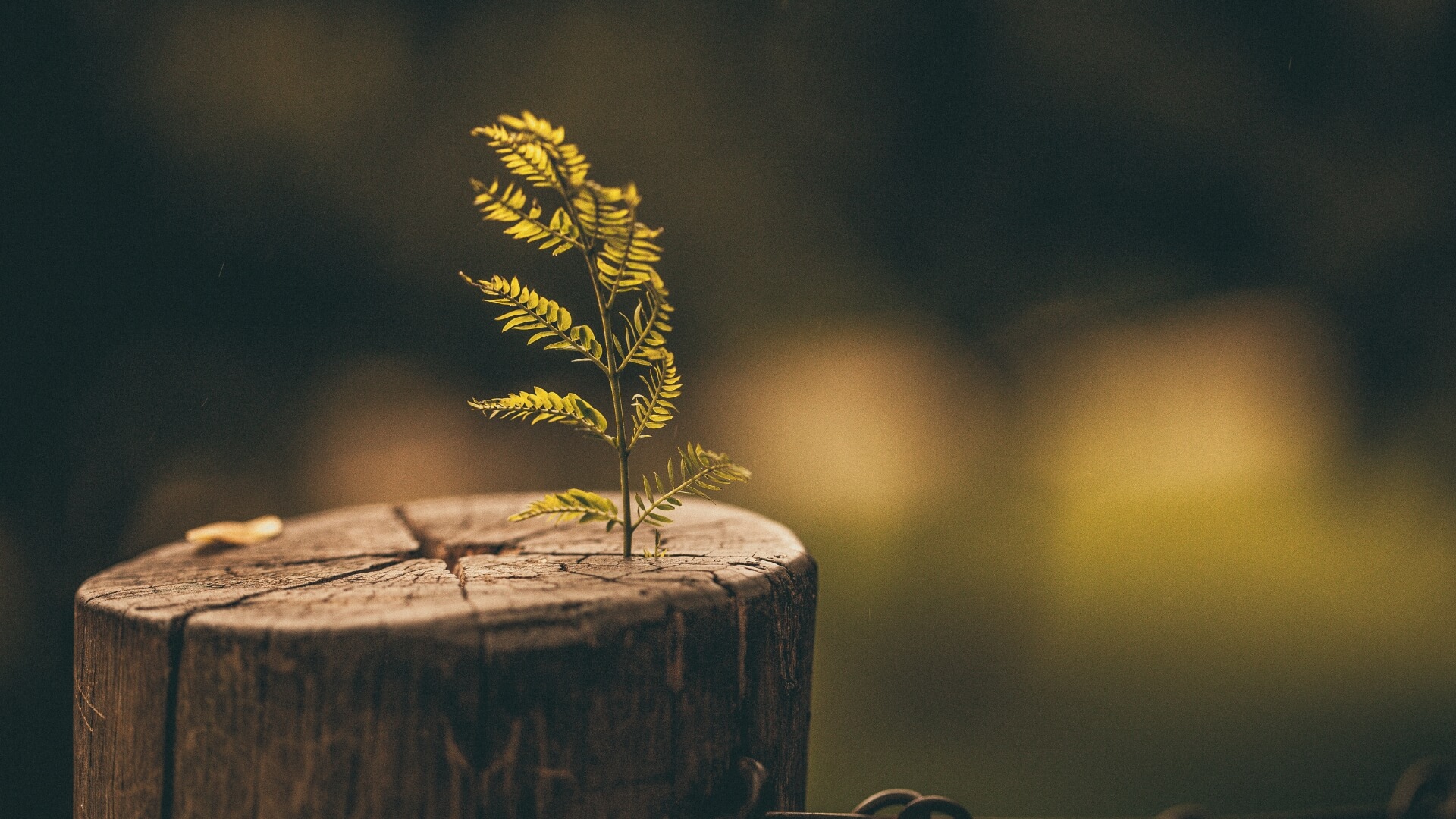 Tree stump with sapling growing out of it