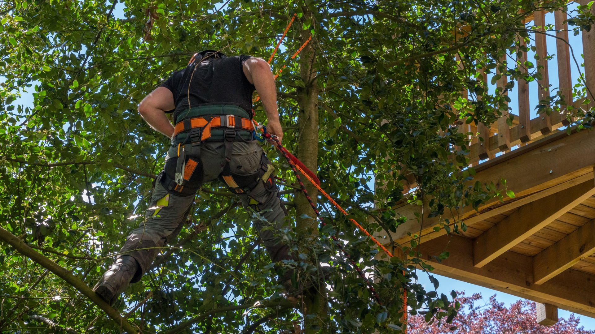 Person in harness suspended in tree.