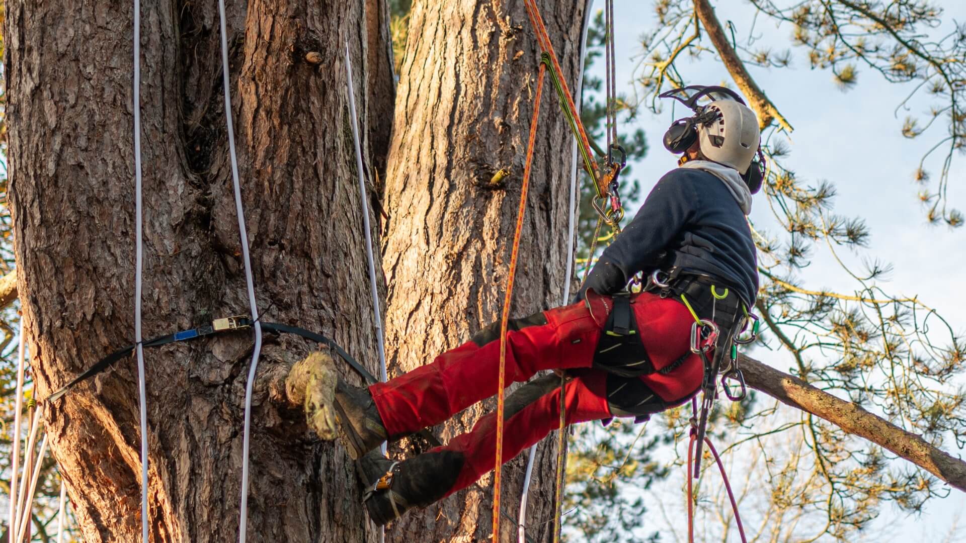 Person in harness suspended in tree.