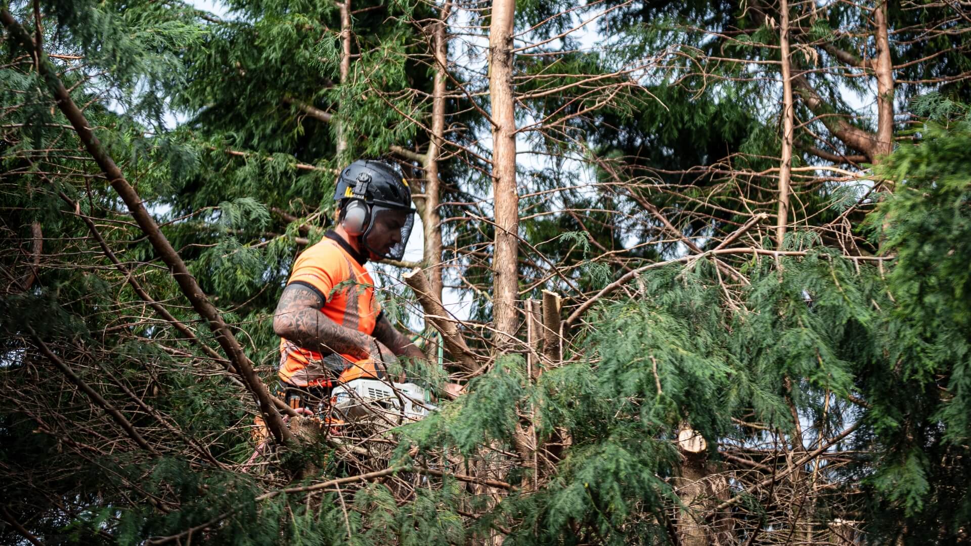 Person resting foot on log and using chainsaw.