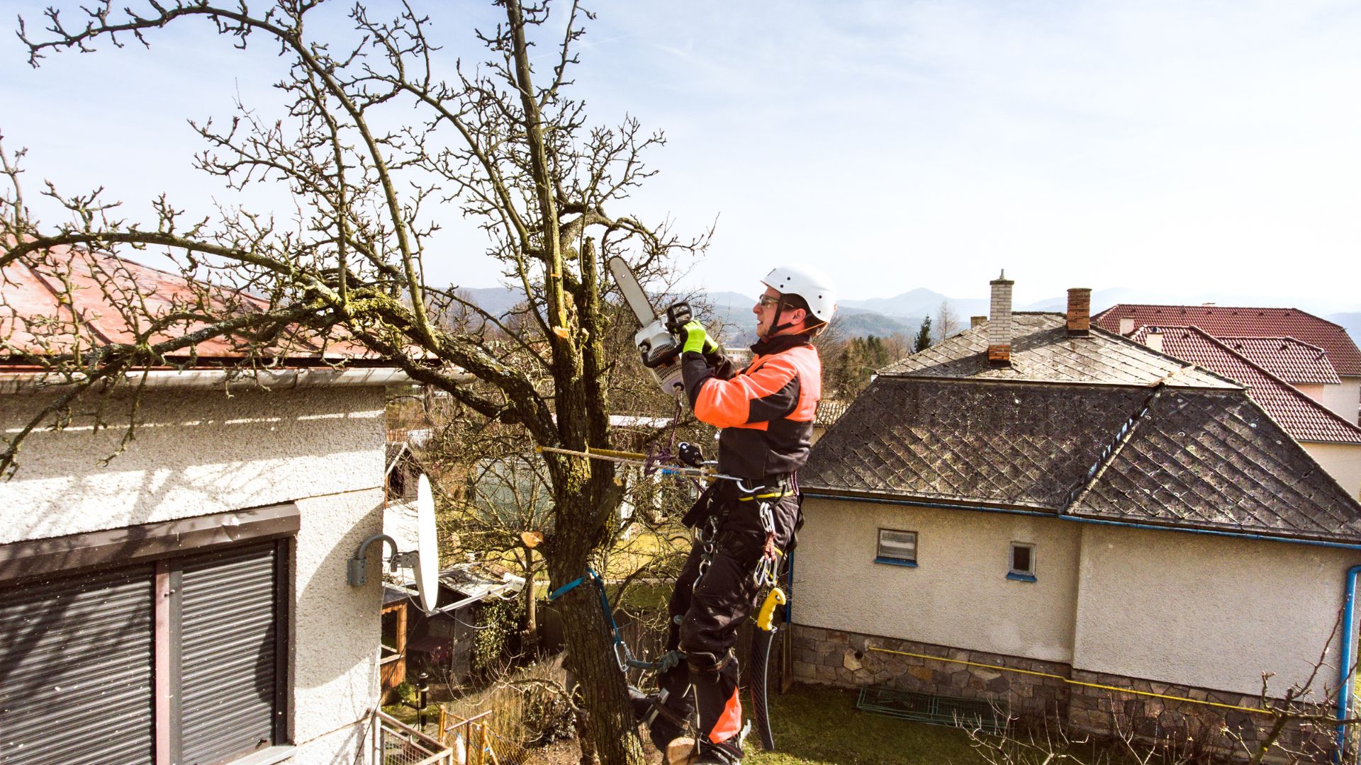 Man in tree using chainsaw.