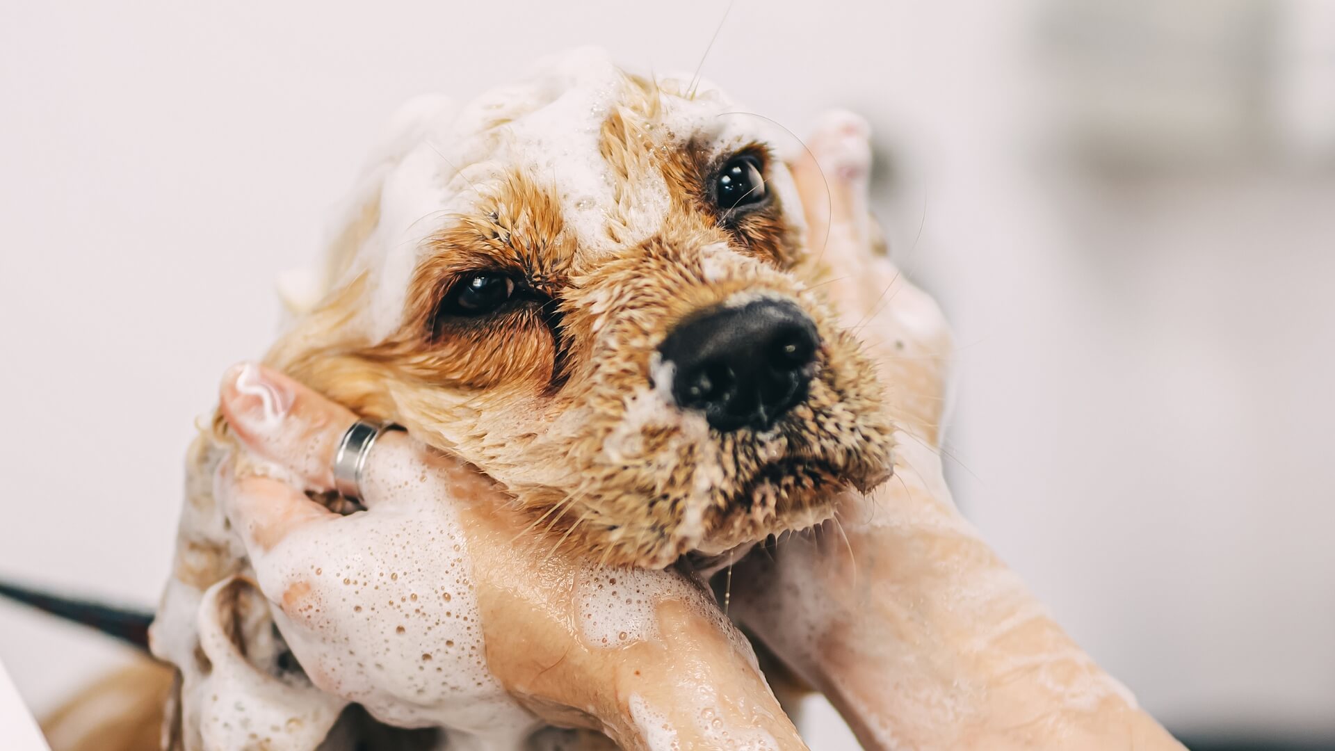 Dog being shampooed.