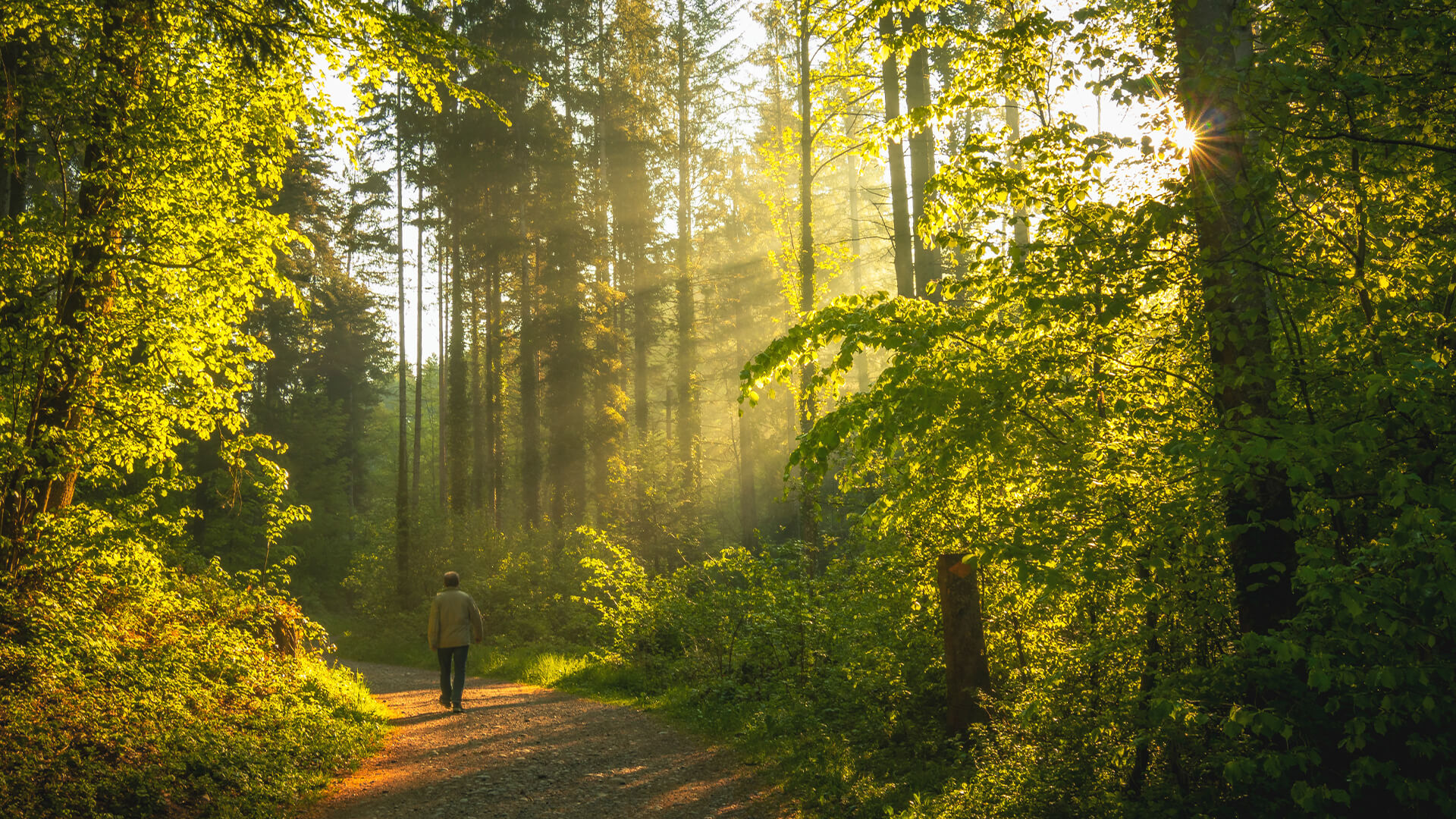 A person walking through a park with tall trees.