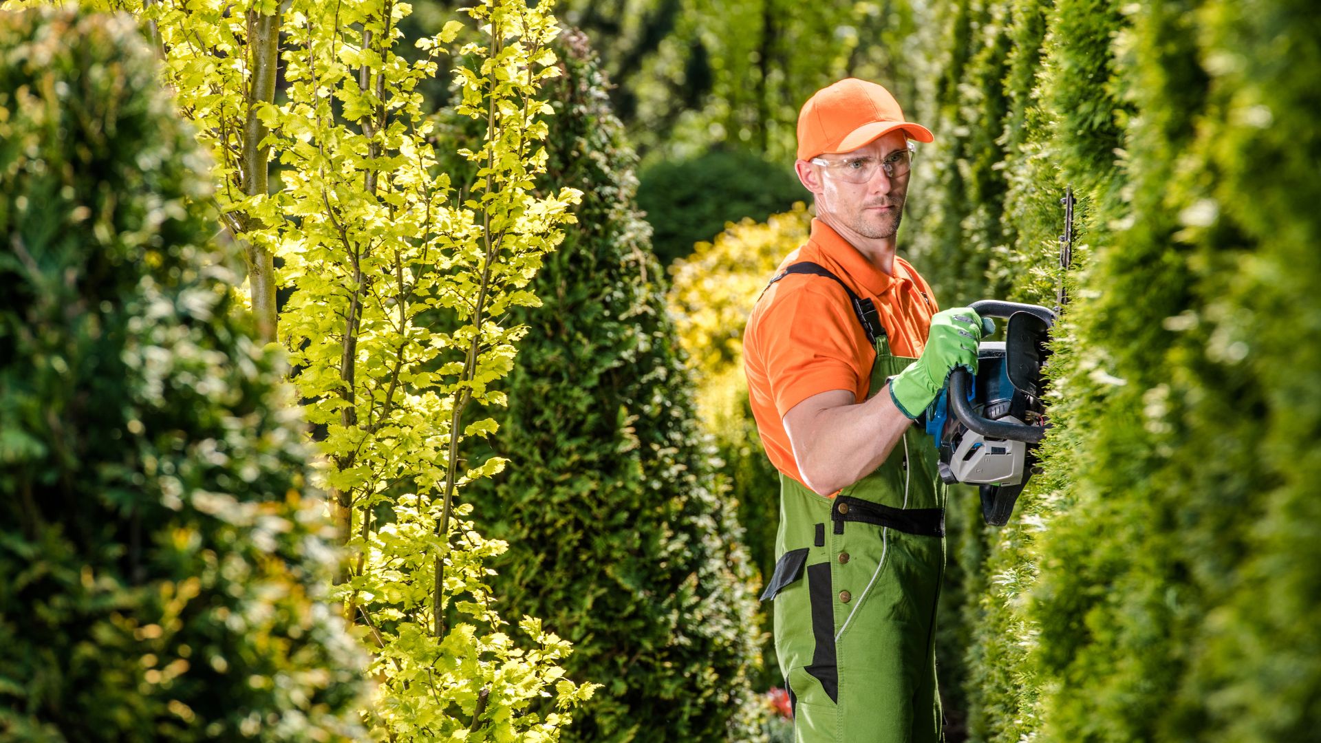 Man using hand held headge cutter trimming hedge