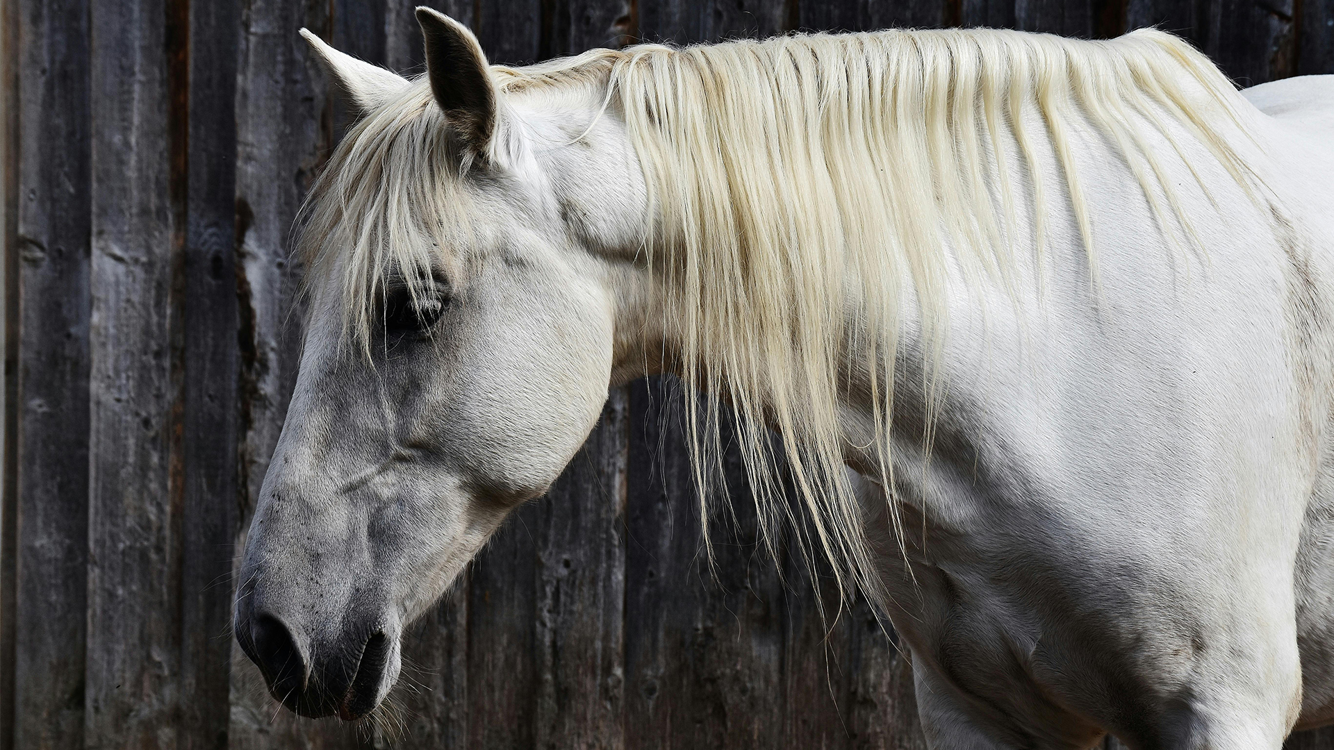 A white horse.