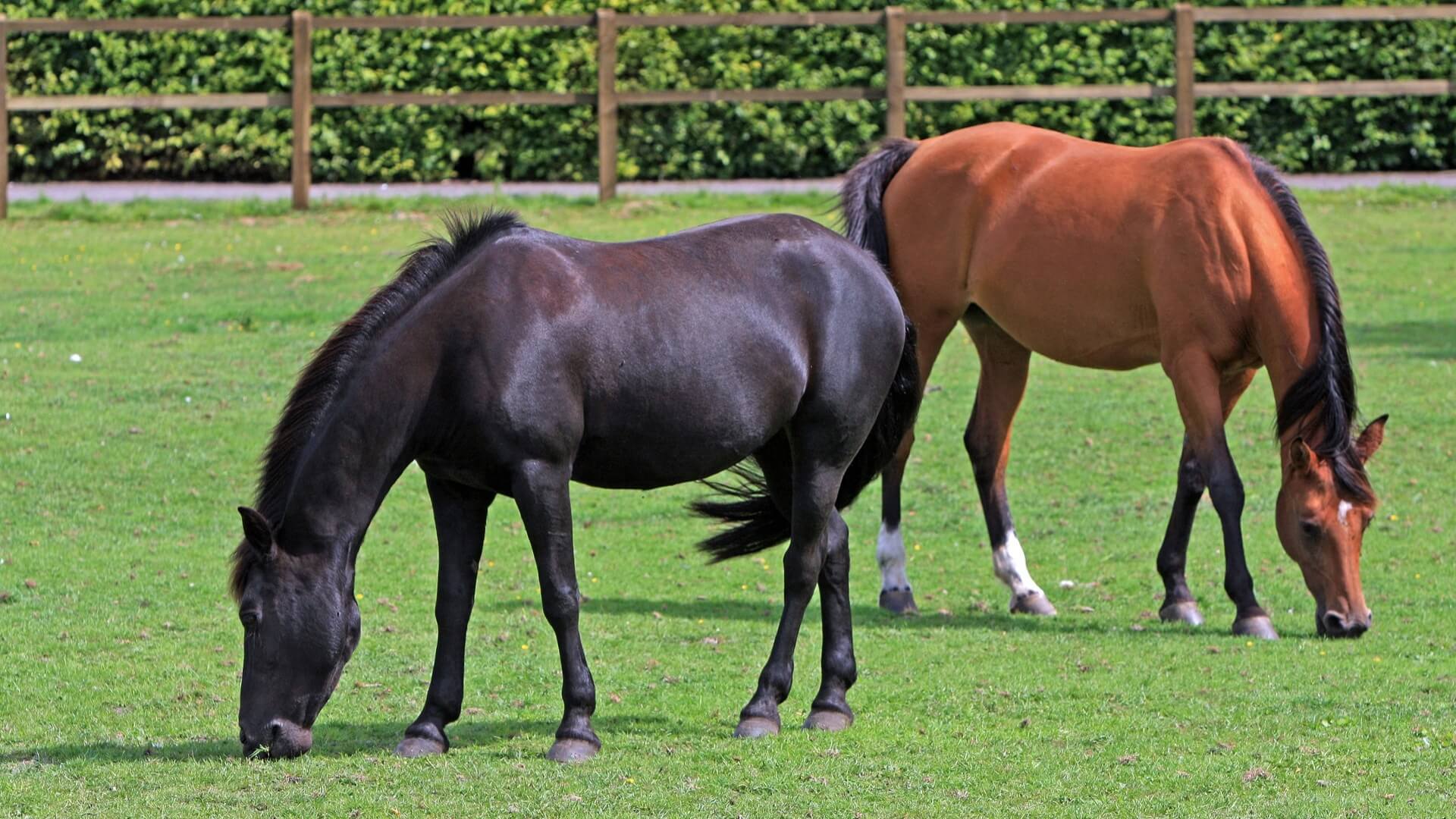 Horses grazing in field.