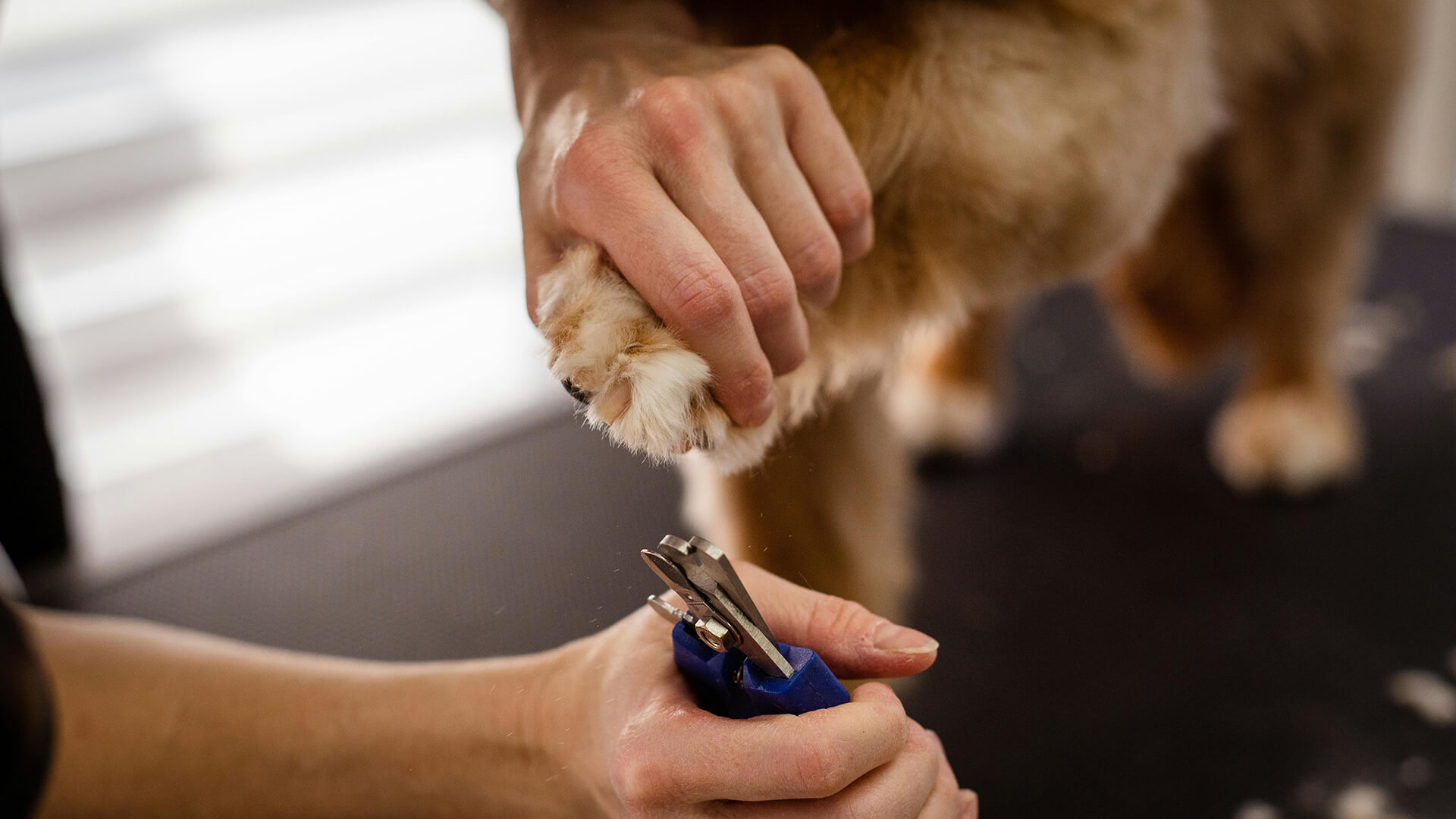 Close up of groomer clipping dogs nail