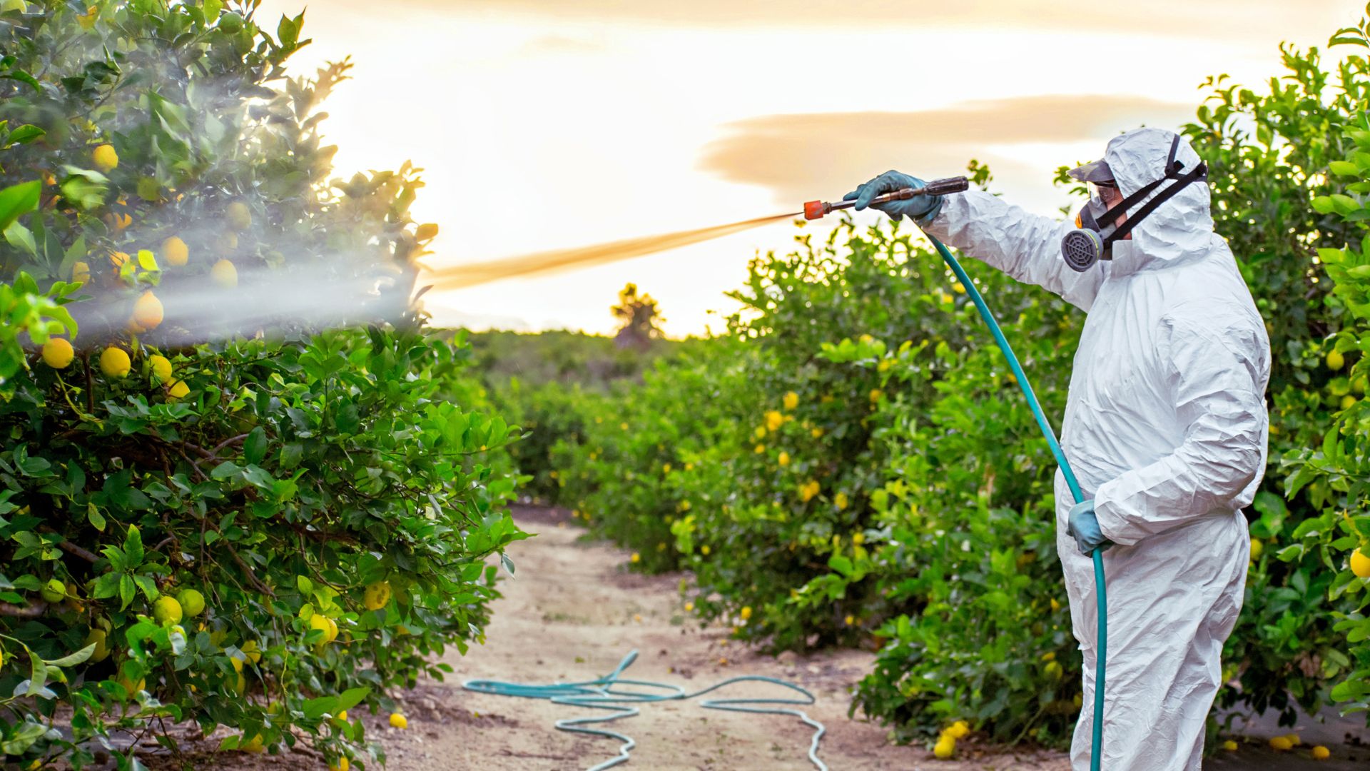 Person standing spraying pesticides into bushes.