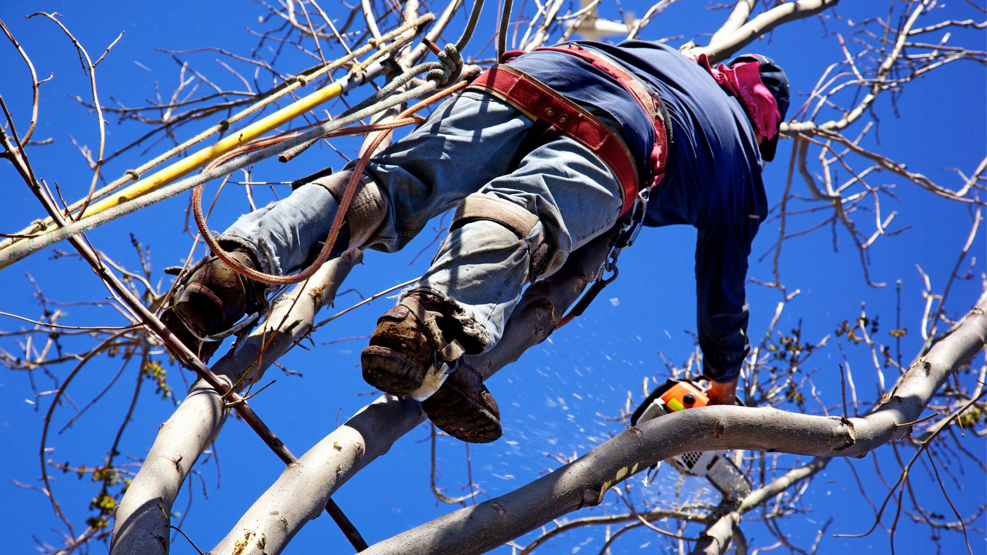 Person attached by rope and harness to a tree.