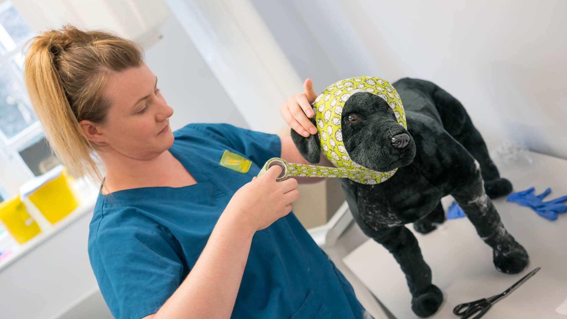 Young woman practicting putting on bandages on a toy dog.