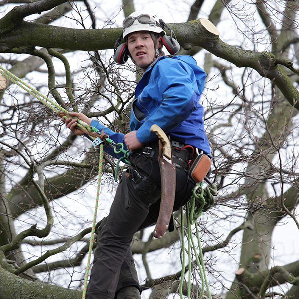 C&G Level 2 Certificate of Competence in Climbing Trees and Aerial Rescue [11637]