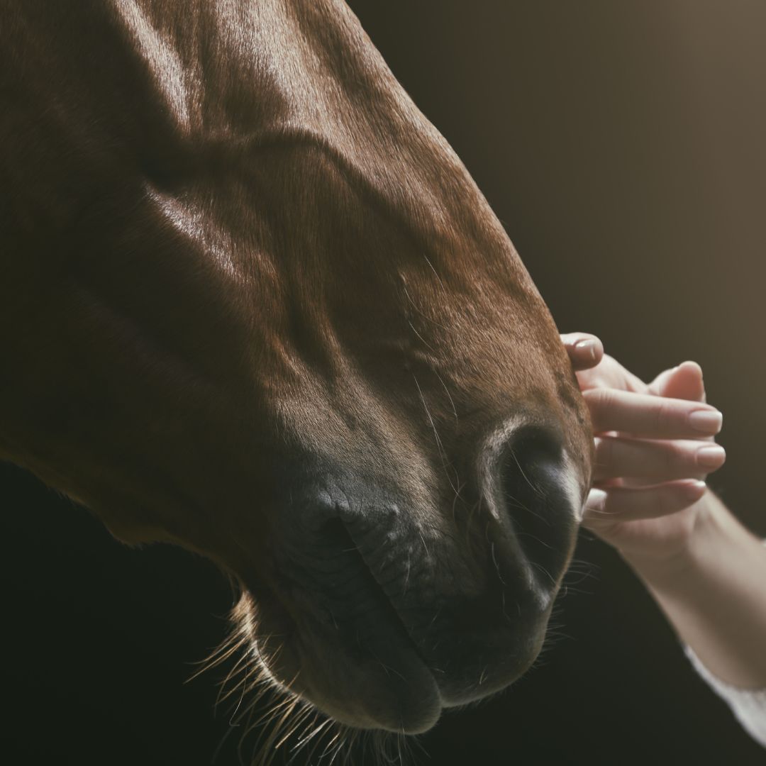 Woman's hand touching a brown horse's nose
