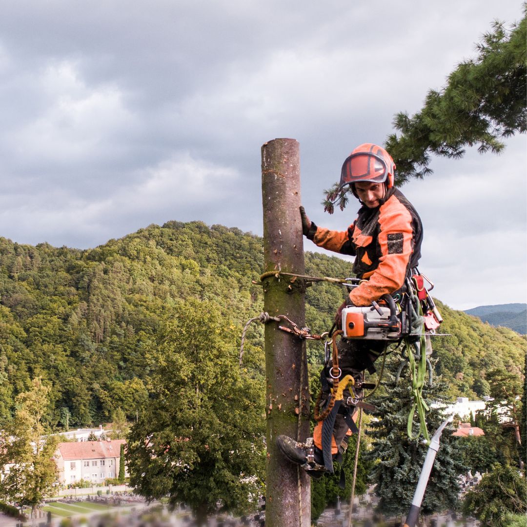 Person at top of a tree using a harness and protective equipment with a chainsaw.