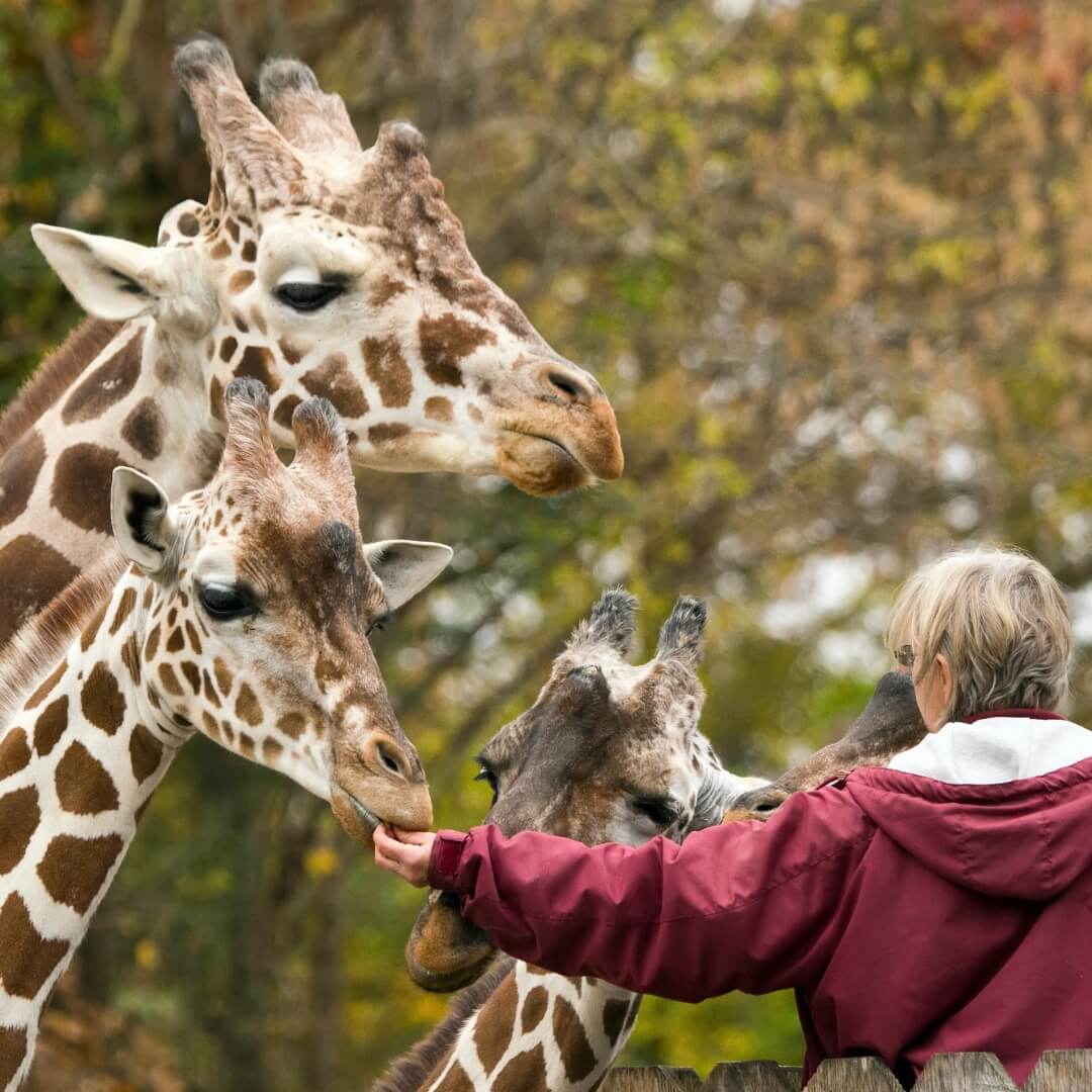 Female zookeeper feeding giraffes.