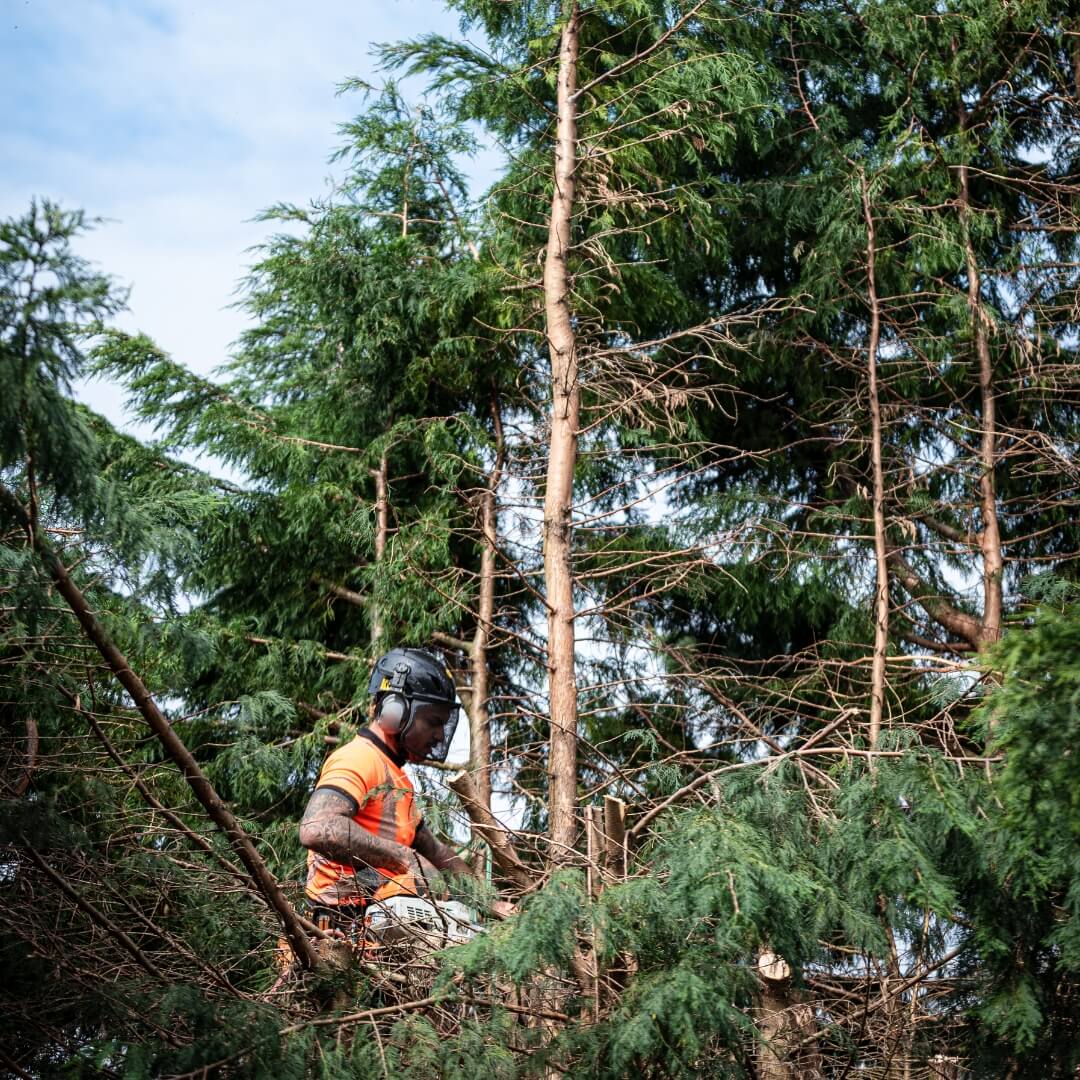 Person crouched at tree trunk using chainsaw.