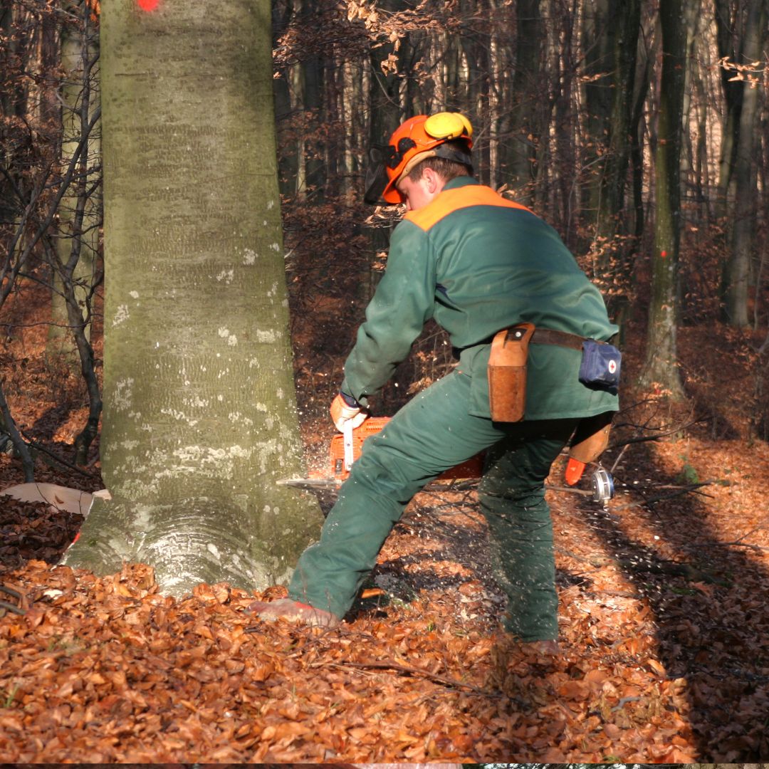 Person crouched using chainsaw on tree trunk.