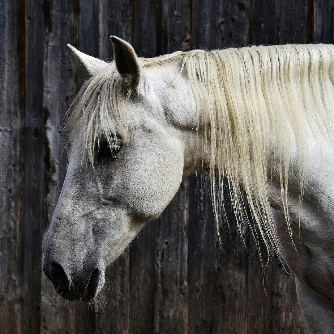 A white horse.