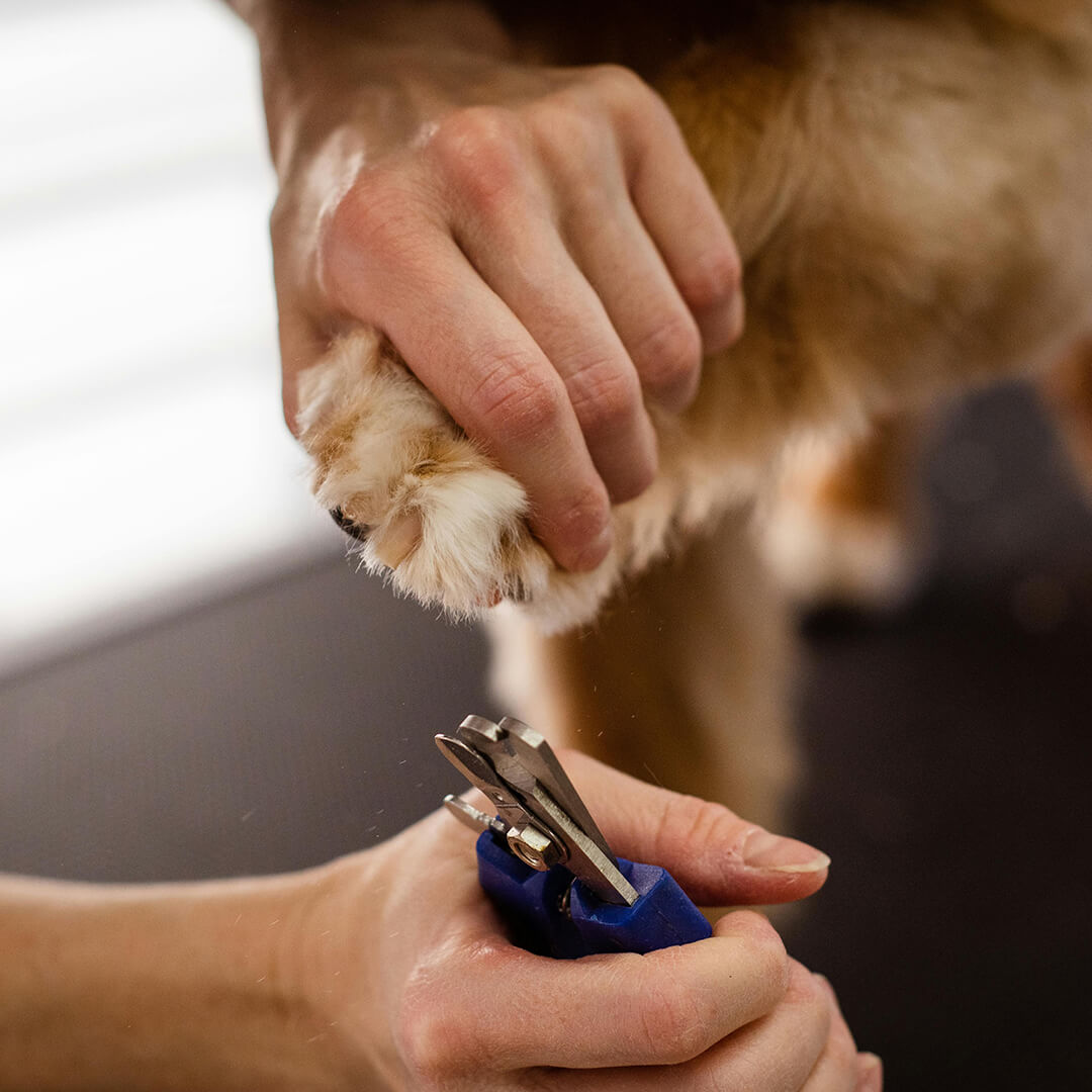 Close up of groomer clipping dogs nail