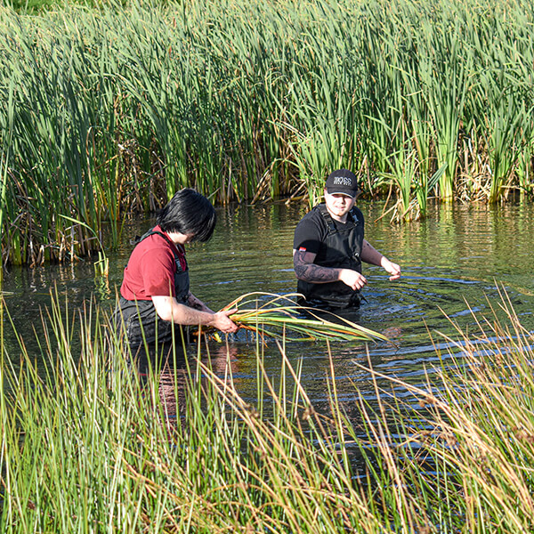 Two people in dungarees, walking in a pond and collecting leaves.