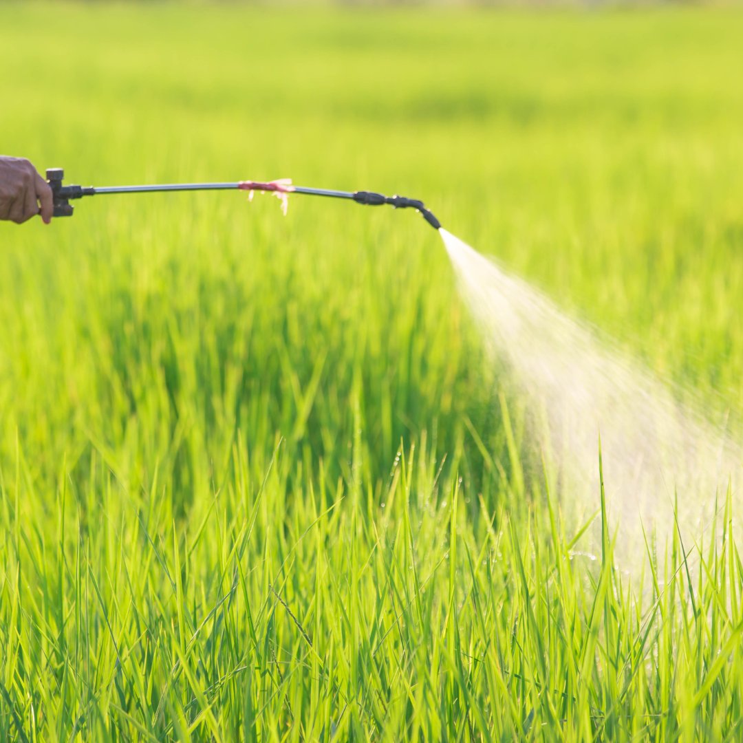 Person crouched in greenery holding pesticide sprayer.