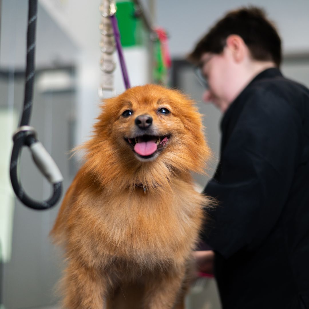 Small dog on grooming table looking at camera