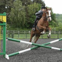 A horse jumping 