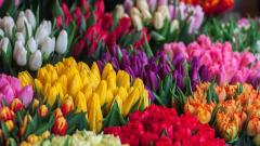 Lots of different colours tulips