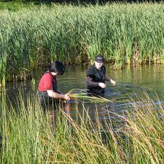 Two people stood waist height in a pond looking at plant life