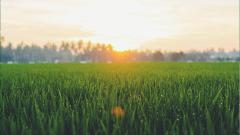 Picture of grass with a sunrise