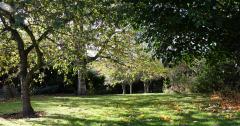 Shaded grove of trees at Houghall