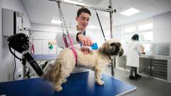 A dog getting groomed by a young man in a white lab coat