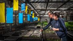 Two people in a large commercial greenhouse inspecting plants