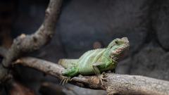 Green lizard sitting on a log