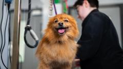 Pomeranian dog looking at the camera with tongue out