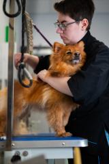 Dog stood on grooming table held by dog grooming student