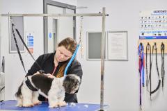 Student grooming dog
